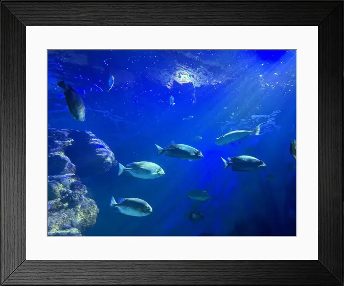 Framed Print : Different fishes swimming in sea, low angle view. Underwater world Framed Print : Different fishes swimming in sea, low angle view. Underwater world