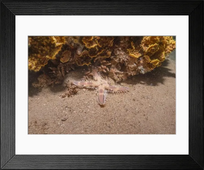 Framed Print : Starfish On the Seabed in the Sea of the Philippines Framed Print : Starfish On the Seabed in the Sea of the Philippines