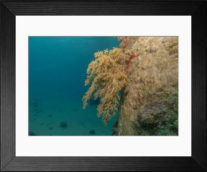 Framed Print : Coral reef and water plants in the Red Sea, Eilat Israel Framed Print : Coral reef and water plants in the Red Sea, Eilat Israel