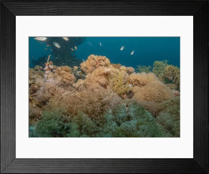 Framed Print : Coral reef and water plants in the Red Sea, Eilat Israel Framed Print : Coral reef and water plants in the Red Sea, Eilat Israel