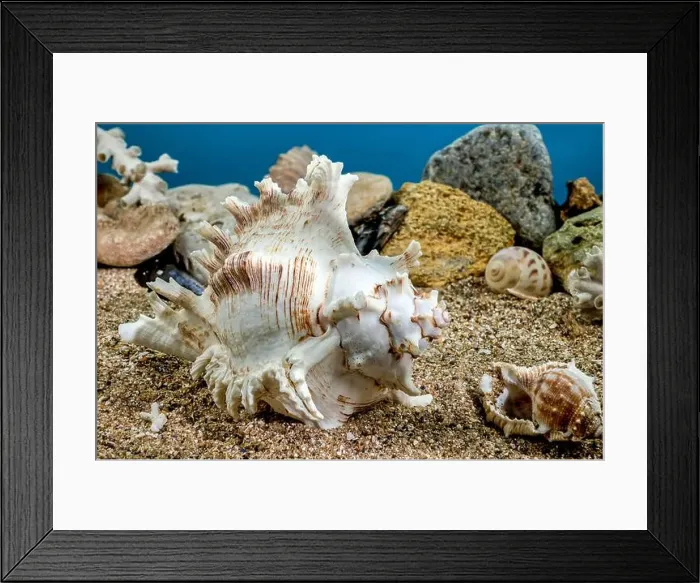Framed Print : White Chicoreus Ramosus Murex seashell on a sand underwater Framed Print : White Chicoreus Ramosus Murex seashell on a sand underwater