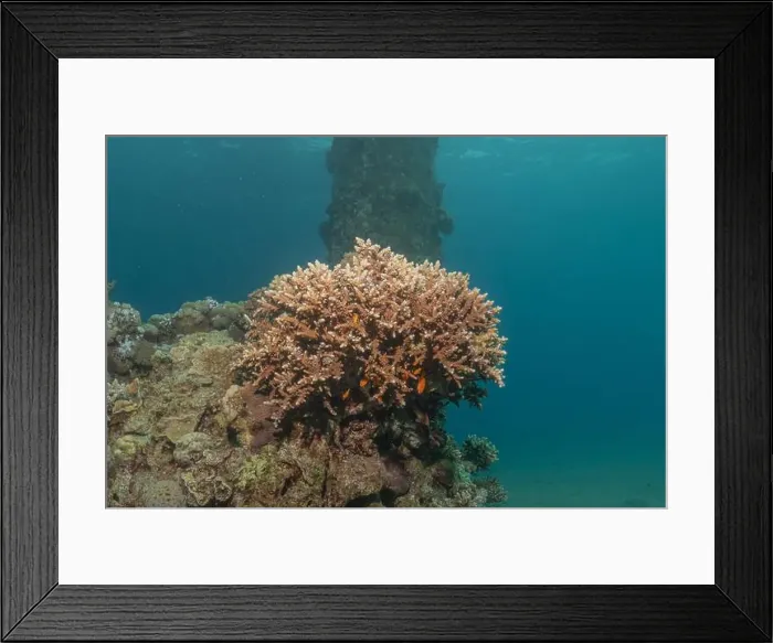 Framed Print : Coral reef and water plants in the Red Sea, Eilat Israel Framed Print : Coral reef and water plants in the Red Sea, Eilat Israel