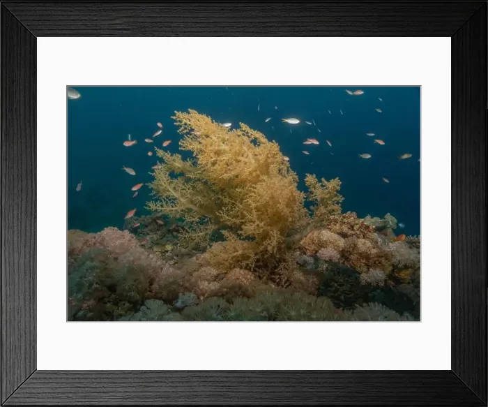 Framed Print : Coral reef and water plants in the Red Sea, Eilat Israel
