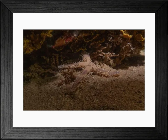 Framed Print : Starfish On the Seabed in the Sea of the Philippines