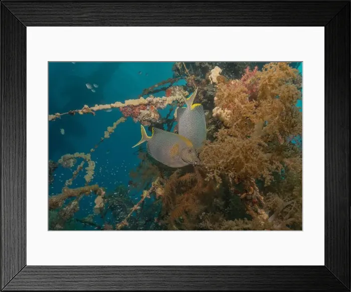Framed Print : Fish swimming in the Red Sea, colorful fish, Eilat Israel Framed Print : Fish swimming in the Red Sea, colorful fish, Eilat Israel
