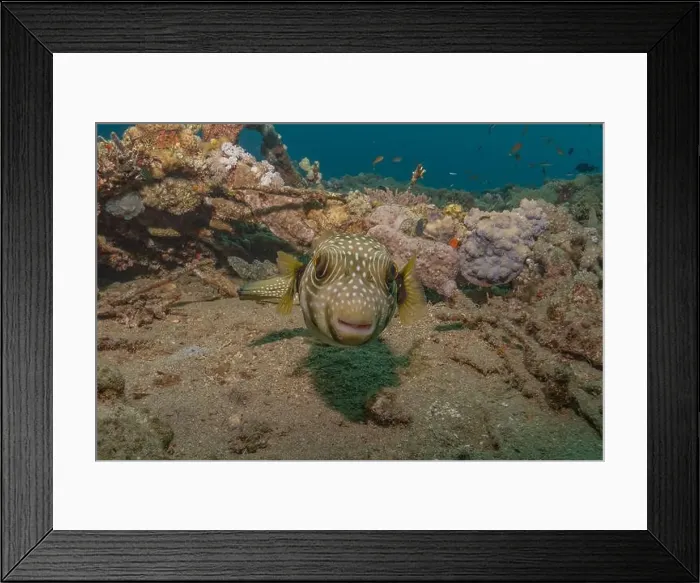 Framed Print : Fish swimming in the Red Sea, colorful fish, Eilat Israel Framed Print : Fish swimming in the Red Sea, colorful fish, Eilat Israel