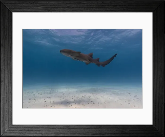 Framed Print : Nurse shark in blue tropical waters Framed Print : Nurse shark in blue tropical waters
