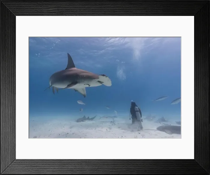 Framed Print : Great hammerhead shark and a diver in blue tropical waters Framed Print : Great hammerhead shark and a diver in blue tropical waters
