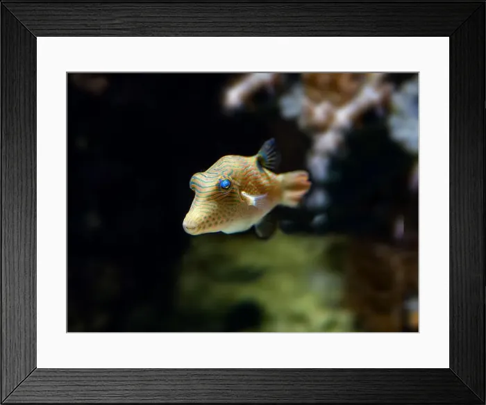 Framed Print : Valentinni´s Sharpnose Puffer (Canthigaster valentini, Sattel-Spitzkopfkugelfisch) Framed Print : Valentinni´s Sharpnose Puffer (Canthigaster valentini, Sattel-Spitzkopfkugelfisch)