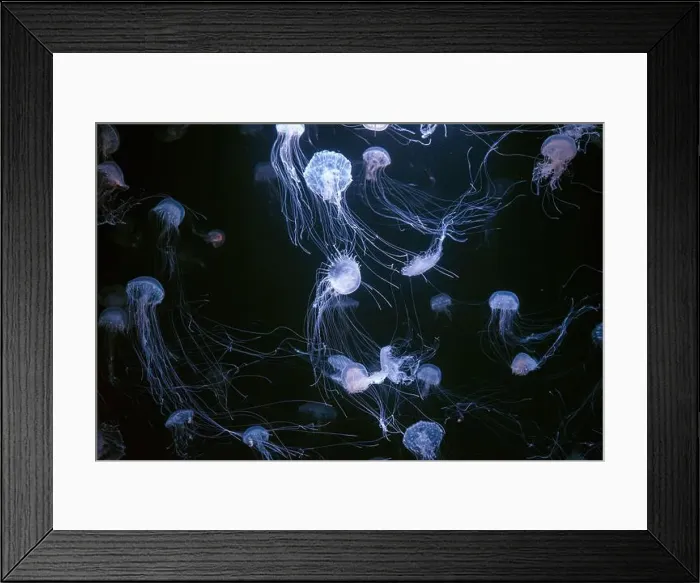 Framed Print : Atlantic sea nettle, Chrysaora quinquecirrha Framed Print : Atlantic sea nettle, Chrysaora quinquecirrha