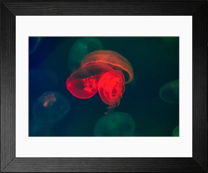 Framed Print : Jellyfish in their natural habitat. Oceanarium, wildlife, colorful underwater world, natural background Framed Print : Jellyfish in their natural habitat. Oceanarium, wildlife, colorful underwater world, natural background