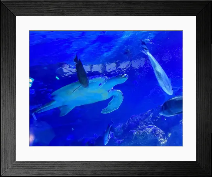 Framed Print : Beautiful turtle and different fishes swimming in sea, low angle view. Underwater world Framed Print : Beautiful turtle and different fishes swimming in sea, low angle view. Underwater world