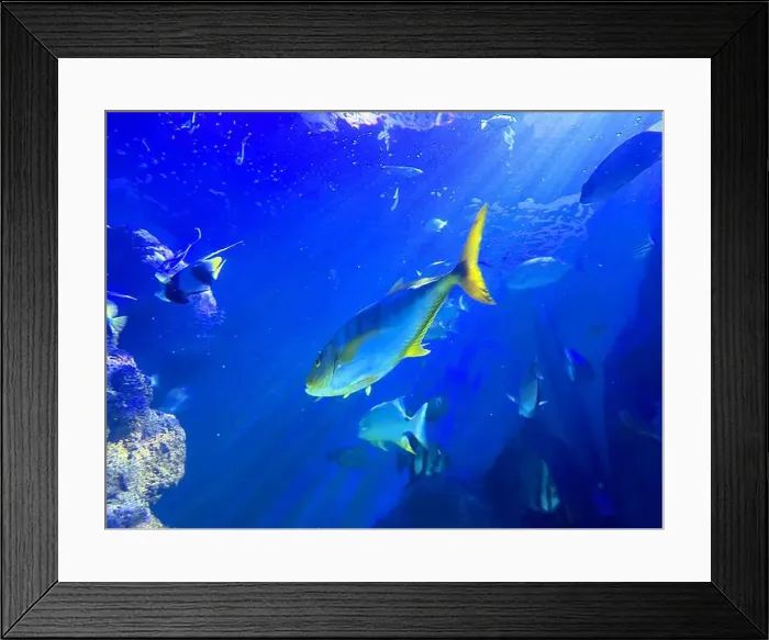 Framed Print : Different fishes swimming in sea, low angle view. Underwater world Framed Print : Different fishes swimming in sea, low angle view. Underwater world