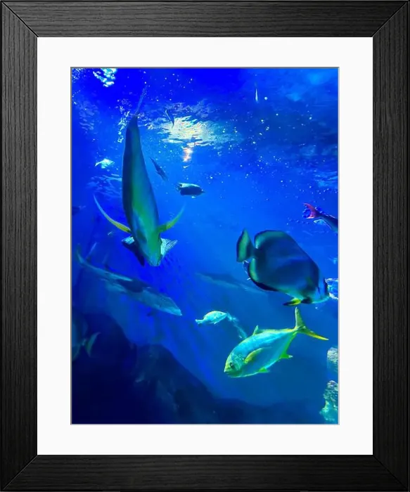 Framed Print : Different fishes swimming in sea, low angle view. Underwater world Framed Print : Different fishes swimming in sea, low angle view. Underwater world
