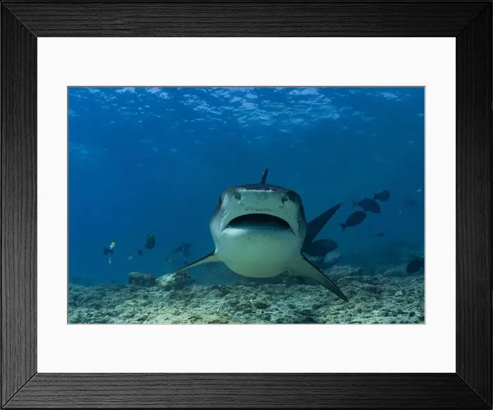 Framed Print : A tiger shark in mid-movement with mouth open looking at camera swims in clear tropical ocean waters surrounded by Framed Print : A tiger shark in mid-movement with mouth open looking at camera swims in clear tropical ocean waters surrounded by
