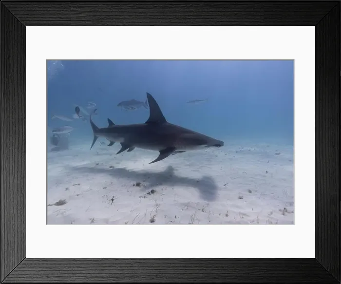 Framed Print : Great hammerhead shark in blue tropical waters Framed Print : Great hammerhead shark in blue tropical waters