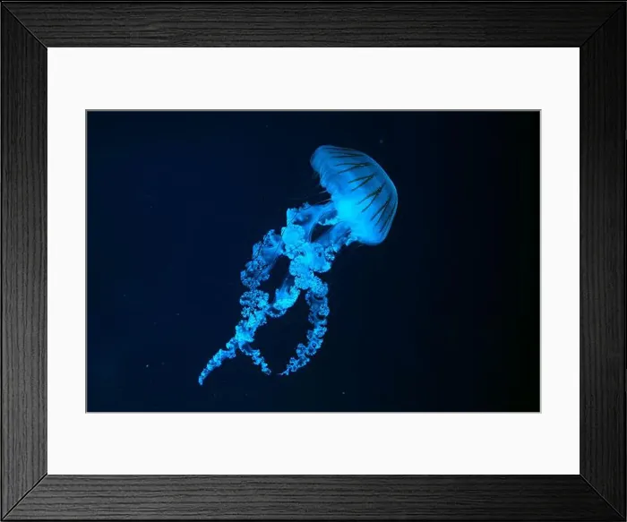 Framed Print : Jellifish South american sea nettle Framed Print : Jellifish South american sea nettle