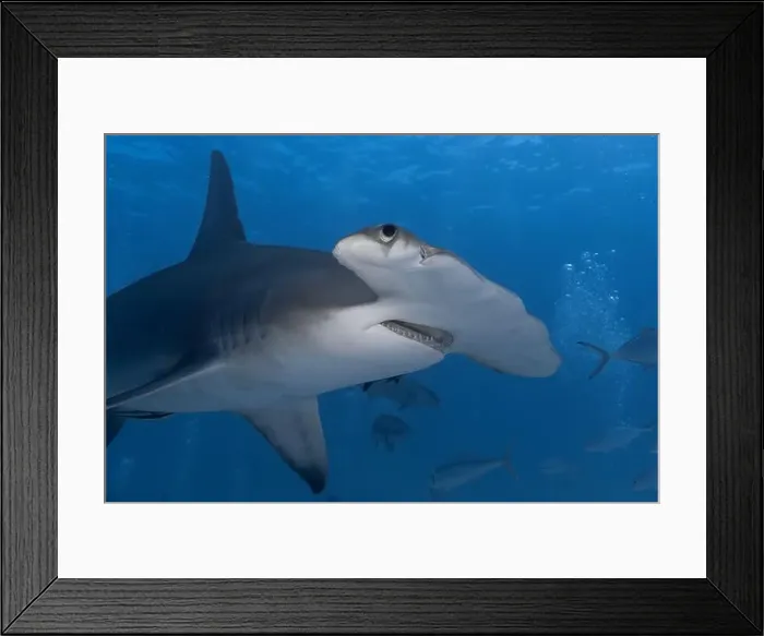 Framed Print : Great hammerhead shark in blue tropical waters Framed Print : Great hammerhead shark in blue tropical waters