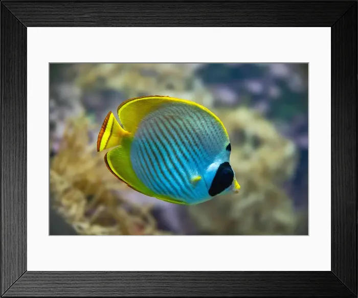 Framed Print : Philippine - or Panda Butterflyfish (Chaetodon adiergastos), Philippines, Asia Framed Print : Philippine - or Panda Butterflyfish (Chaetodon adiergastos), Philippines, Asia