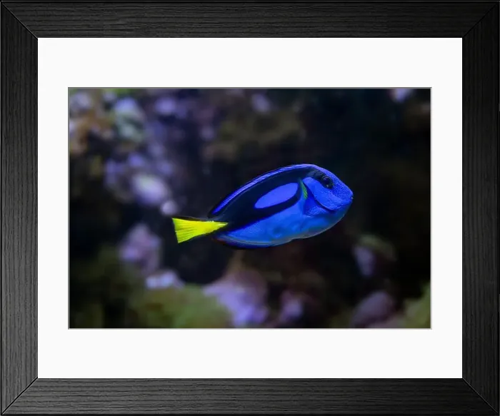 Framed Print : Blue Tang, Blue Hippo Tang or Palete Surgeonfish (Paracanthurus hepatus) Framed Print : Blue Tang, Blue Hippo Tang or Palete Surgeonfish (Paracanthurus hepatus)