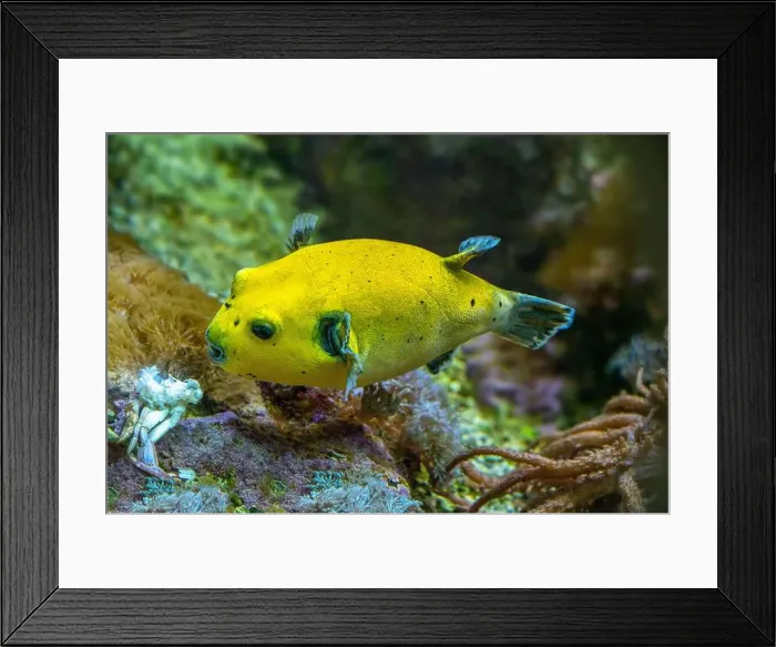 Framed Print : Yellow Blackspotted Puffer Or Dog-faced Puffer Fish Arothron Nigropunctatus Swimming In Water