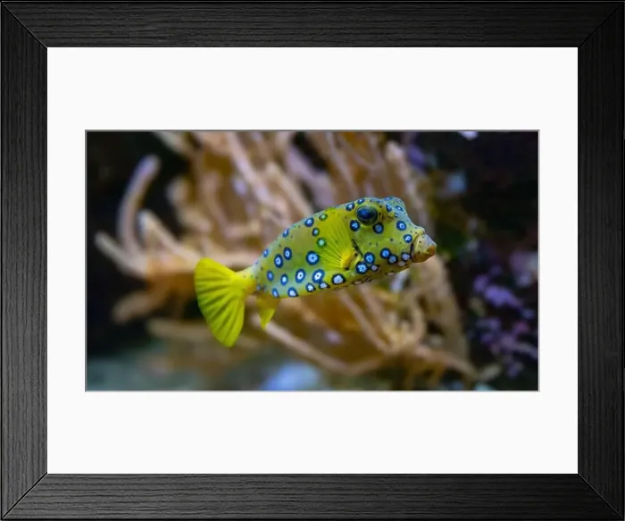 Framed Print : Yellow boxfish (Ostracion cubicum) is a species of boxfish found in reefs throughout the Pacific Ocean and Indian Ocean Framed Print : Yellow boxfish (Ostracion cubicum) is a species of boxfish found in reefs throughout the Pacific Ocean and Indian Ocean
