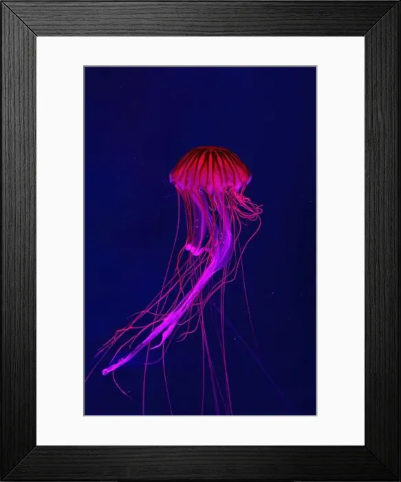 Framed Print : Fluorescent jellyfish swimming underwater aquarium pool with red neon light Framed Print : Fluorescent jellyfish swimming underwater aquarium pool with red neon light