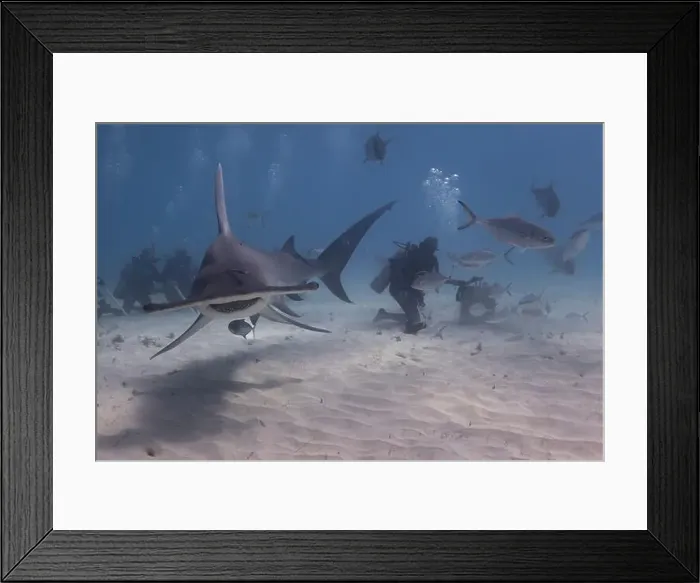 Framed Print : Great hammerhead shark and divers in blue tropical waters Framed Print : Great hammerhead shark and divers in blue tropical waters