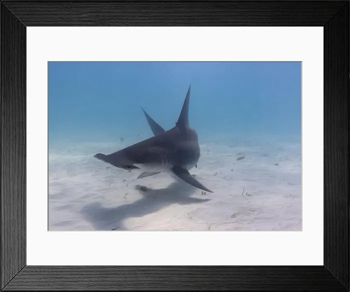 Framed Print : Great hammerhead shark in blue tropical waters Framed Print : Great hammerhead shark in blue tropical waters