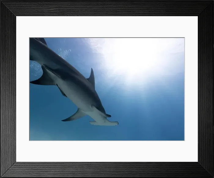Framed Print : Great hammerhead shark in blue tropical waters Framed Print : Great hammerhead shark in blue tropical waters