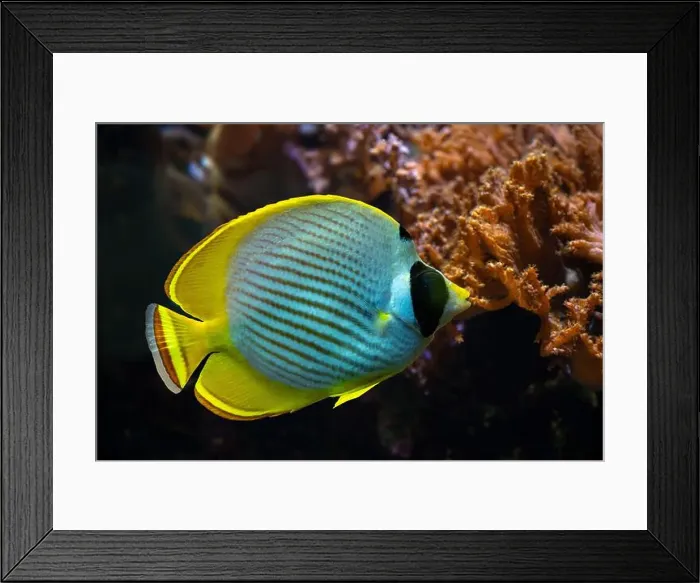 Framed Print : Picasso Triggerfish (Rhinecanthus assasi) Red Sea Framed Print : Picasso Triggerfish (Rhinecanthus assasi) Red Sea