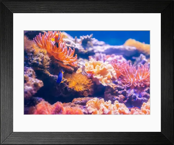 Framed Print : Tropical marine fish on a coral reef Framed Print : Tropical marine fish on a coral reef