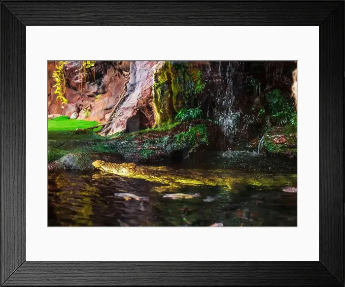 Framed Print : The Nile crocodile climbed out of the water. An aquarium aviary that imitates a natural habitat Framed Print : The Nile crocodile climbed out of the water. An aquarium aviary that imitates a natural habitat