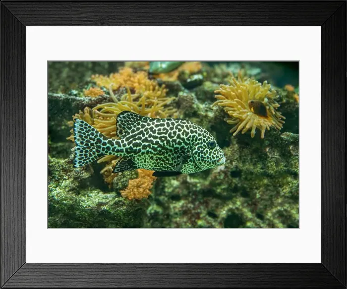 Framed Print : Harlequin sweetlips (Plectorhinchus chaetodonoides) is a marine fish native to tropical Indo-Pacific Ocean