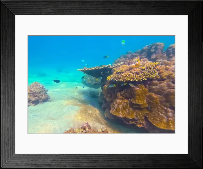 Framed Print : Underwater coral reef. View swim float coral reef starfish, habitat of biocenosis of exotic marine tropical animals Framed Print : Underwater coral reef. View swim float coral reef starfish, habitat of biocenosis of exotic marine tropical animals