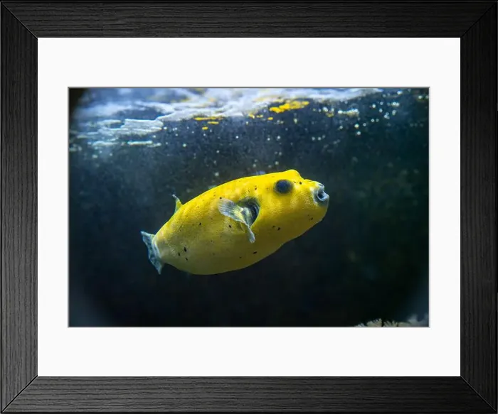 Framed Print : Yellow Blackspotted Puffer Or Dog-faced Puffer Fish Arothron Nigropunctatus Swimming In Water Framed Print : Yellow Blackspotted Puffer Or Dog-faced Puffer Fish Arothron Nigropunctatus Swimming In Water