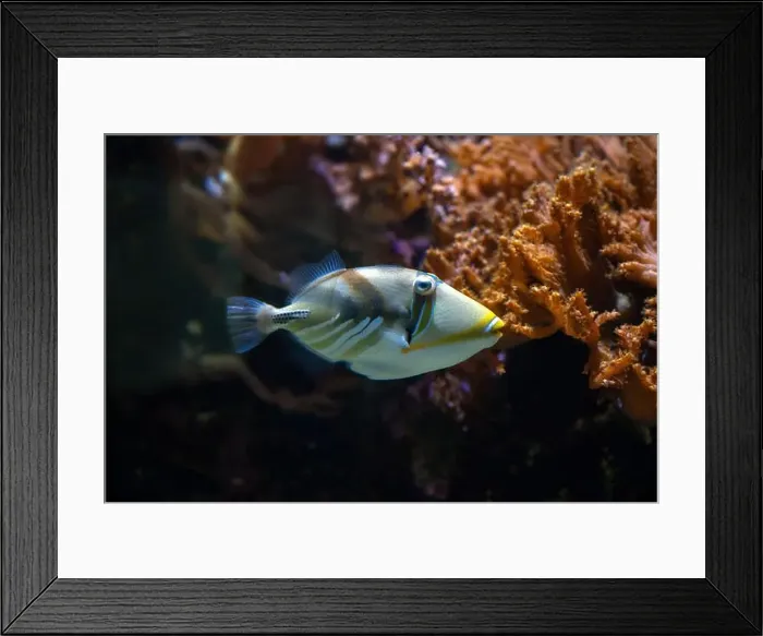 Framed Print : Picasso Triggerfish (Rhinecanthus assasi) Red Sea Framed Print : Picasso Triggerfish (Rhinecanthus assasi) Red Sea