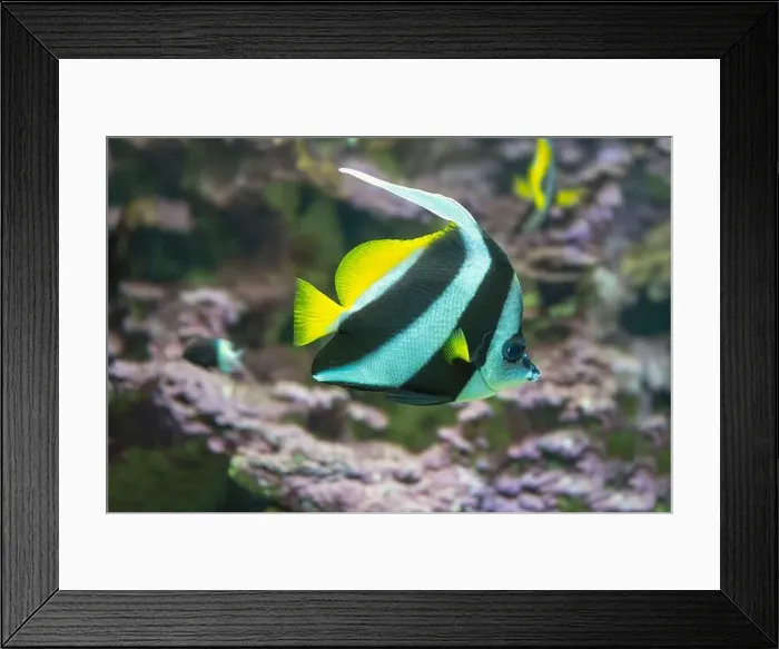 Framed Print : Heniochus or Longfin Bannerfish or Wimplefish (Heniochus acuminatus) Framed Print : Heniochus or Longfin Bannerfish or Wimplefish (Heniochus acuminatus)