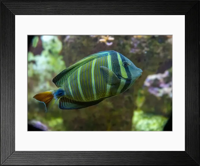 Framed Print : Desjardin´s Sailfin Tang Zebrasoma desjardinii, swimming Framed Print : Desjardin´s Sailfin Tang Zebrasoma desjardinii, swimming