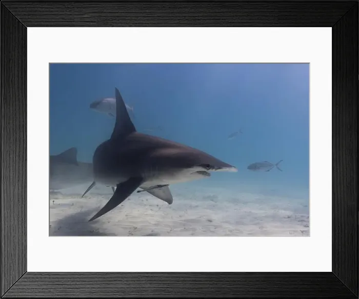 Framed Print : Great hammerhead shark in blue tropical waters Framed Print : Great hammerhead shark in blue tropical waters