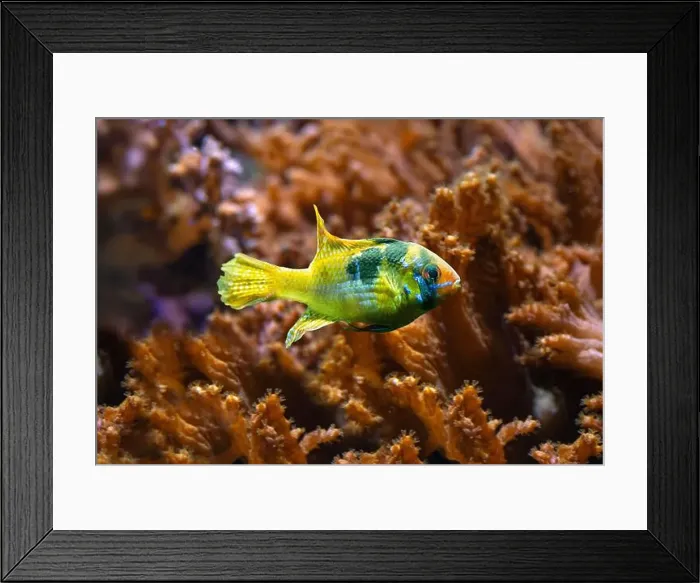 Framed Print : Ram, Blue ram, German blue ram or Ramirez‘s dwarf cichlid (Mikrogeophagus ramirezi or Papiliochromis ramirezi) Framed Print : Ram, Blue ram, German blue ram or Ramirez‘s dwarf cichlid (Mikrogeophagus ramirezi or Papiliochromis ramirezi)