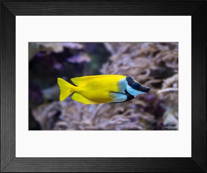 Framed Print : The foxface rabbitfish (Siganus vulpinus)a species of fish found at reefs and lagoons in the tropical Western Pacific Framed Print : The foxface rabbitfish (Siganus vulpinus)a species of fish found at reefs and lagoons in the tropical Western Pacific