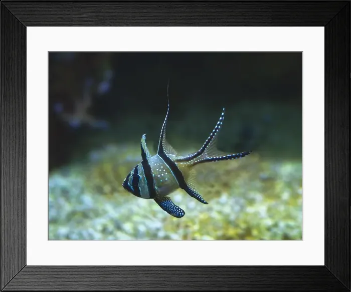 Framed Print : Banggai Cardinalfish Pterapogon kauderni adult Framed Print : Banggai Cardinalfish Pterapogon kauderni adult