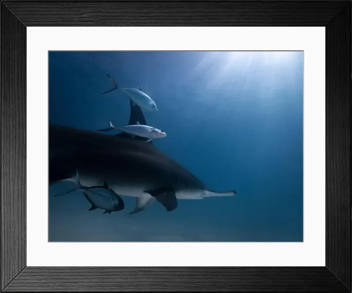 Framed Print : Great hammerhead shark in blue tropical waters Framed Print : Great hammerhead shark in blue tropical waters