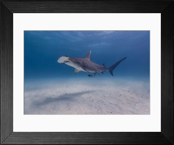 Framed Print : Great hammerhead shark in blue tropical waters Framed Print : Great hammerhead shark in blue tropical waters