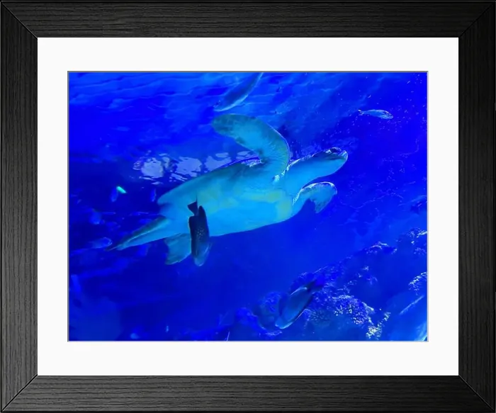 Framed Print : Beautiful turtle swimming in sea, low angle view. Underwater world