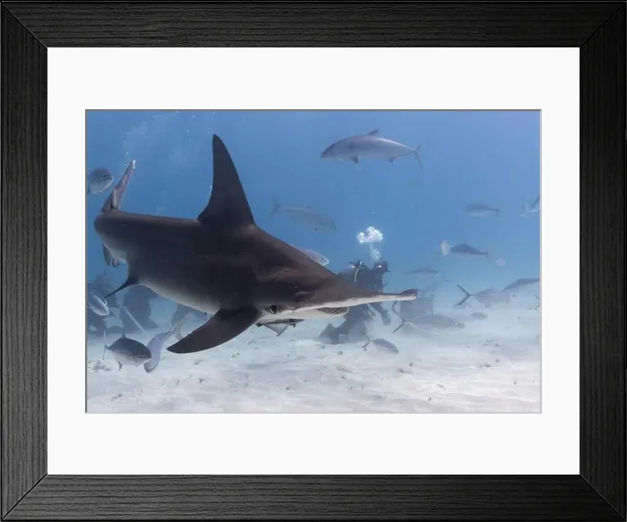Framed Print : Great hammerhead shark and divers in blue tropical waters Framed Print : Great hammerhead shark and divers in blue tropical waters