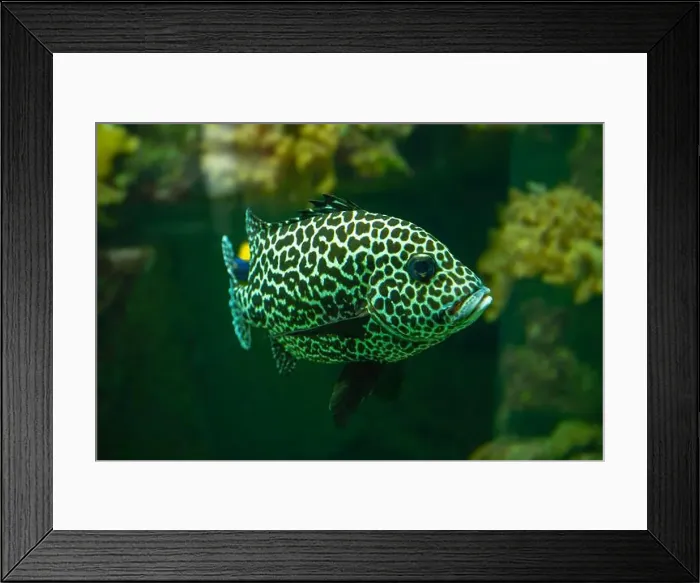 Framed Print : Harlequin sweetlips (Plectorhinchus chaetodonoides) is a marine fish native to tropical Indo-Pacific Ocean Framed Print : Harlequin sweetlips (Plectorhinchus chaetodonoides) is a marine fish native to tropical Indo-Pacific Ocean