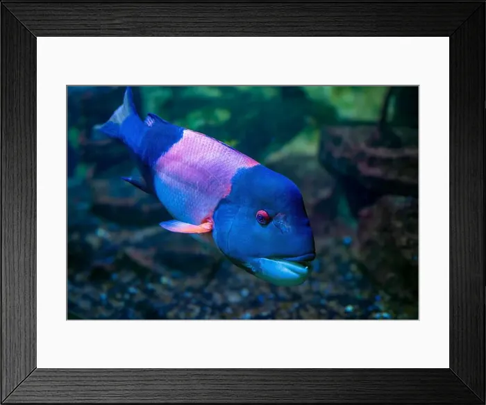 Framed Print : California hogfish also called California sheephead. (Semicossyphus pulcher). Native to the eastern Pacific Ocean Framed Print : California hogfish also called California sheephead. (Semicossyphus pulcher). Native to the eastern Pacific Ocean