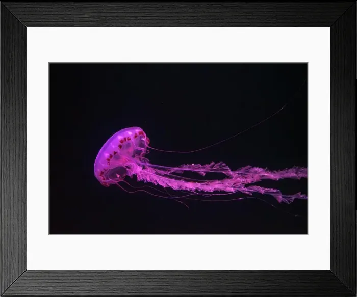 Framed Print : Purple-striped Jellyfish, Chrysaora colorata swimming in dark water of aquarium tank illuminated with pink neon light Framed Print : Purple-striped Jellyfish, Chrysaora colorata swimming in dark water of aquarium tank illuminated with pink neon light